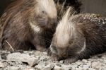 Cape Porcupine Stock Photo