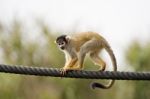 Black-capped Squirrel Monkey Stock Photo