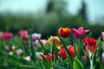 Tulip Field Stock Photo