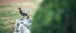 Australian Magpie Outdoors Stock Photo