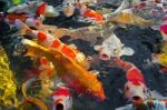 Colorful Many Koi Carp Stock Photo