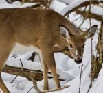 Beautiful Isolated Photo Of A Wild Deer In The Snowy Forest Stock Photo