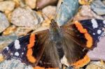 Admiral (vanessa Atalanta) In The Garden Stock Photo