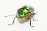 
Metallic Wood-boring Beetle Stock Photo