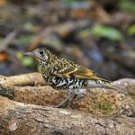 Scaly Thrush Stock Photo