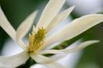 
White Chempaka White Bloom On The Beautiful Aroma Stock Photo