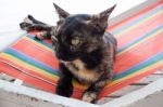 Cat On The Beach Chair Stock Photo