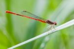 Small Dragonfly Stock Photo