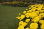 Yellow Marigold Stock Photo