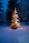 Christmas Tree Stock Photo