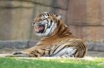 Bengal Tiger Stock Photo