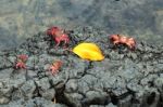 Sally Lightfoot Crab Ore Red Cliff Crab From Galapagos Islands, Stock Photo