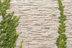 Climbing Ficus Pumila On Wall Stock Photo