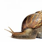 Snail Stock Photo