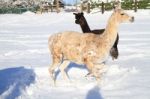 Llama And Alpaca In The Snow Stock Photo