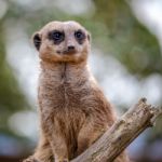 Meerkat Or Suricate (suricata Suricatta) Stock Photo