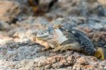 Wild Land Iguana On Santa Fe Island In Galapagos Stock Photo