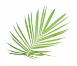 Green Palm Leaf Isolated On White Background Stock Photo