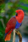 Eclectus Parrot Stock Photo