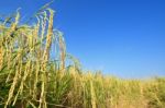 Paddy Rice Stock Photo