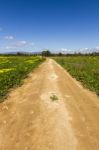 Dirt Road In The Middle Of A Yellow Field Of Flowers Stock Photo