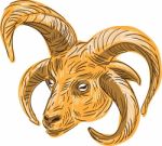 Manx Loaghtan Head Drawing Stock Photo