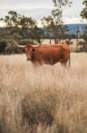 Longhorn Cow In The Paddock Stock Photo