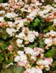 Begonia Flowers Stock Photo