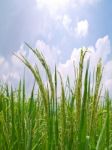 Paddy Rice Stock Photo