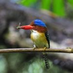 Male Banded Kingfisher Stock Photo