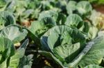 Cabbage With Dew On The Leaves Stock Photo