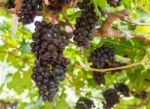 Red Grapes On The Vine Stock Photo