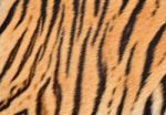 Tiger Skin Stock Photo