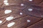 Close Up Of Butterfly Wing Stock Photo