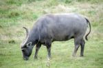 Water Buffalo Or Domestic Asian Water Buffalo (bubalus Bubalis) Stock Photo