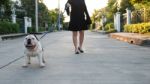 Woman Walking With English Bulldog Stock Photo