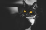 Yellow Eyes Black Cat Stock Photo