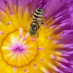 Water Lily Stock Photo