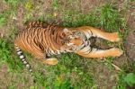 Bengal Tiger looking up Stock Photo