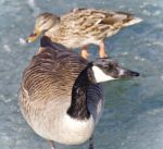 Postcard With A Cute Canada Goose And A Mallard Stock Photo