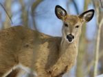 Beautiful Isolated Photo Of A Cute Young Wild Deer In The Forest Stock Photo