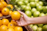 Hand Holding Orange Stock Photo