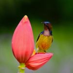 Male Brown-throated Sunbird Stock Photo