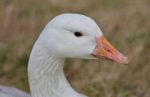 Beautiful Portrait Of A Wild Snow Goose On The Grass Field Stock Photo