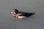 Wood Duck Or Carolina Duck (aix Sponsa) Stock Photo