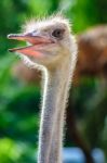 Ostrich Head Stock Photo