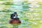 Male Wood Duck Stock Photo