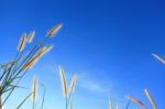 Dune Grass Stock Photo