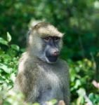 The Funny's Monkey Close-up Stock Photo