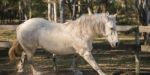 Horse In The Paddock Stock Photo